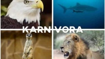 hewan-karnivora-9298255-8263109-jpg