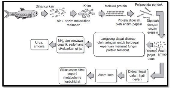 hidrolisis-protein-4000754