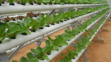 hidroponik-4743487-9832026-jpg