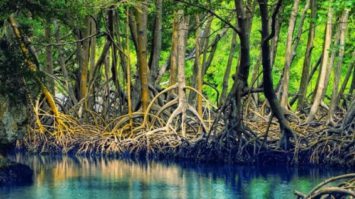 hutan-mangrove-3001639-9767186-jpg