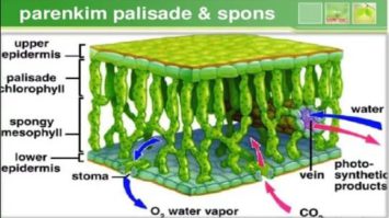 jaringan-parenkim-1805282-4604925-jpg