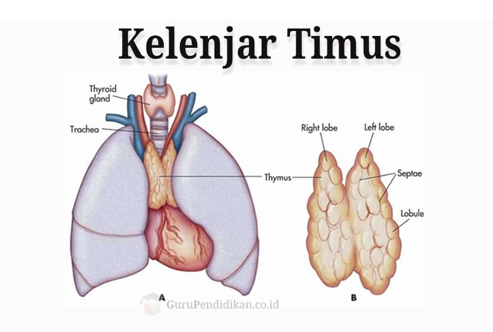 kelenjar-timus-9904305