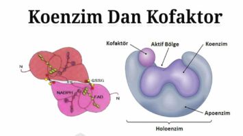 koenzim-dan-kofaktor-4035564-6277336-jpg