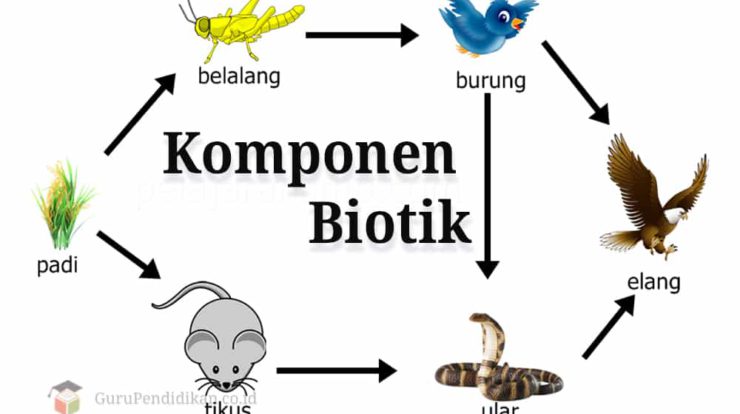 komponen-biotik-dalam-ekosistem-7523792-2471491-jpg