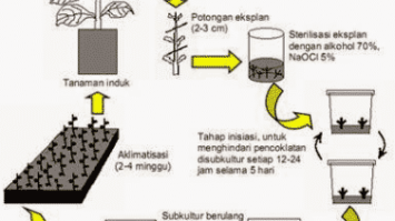 kultur-jaringan-8980518-5579888-png