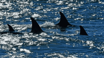 laut-5655565-4721679-png