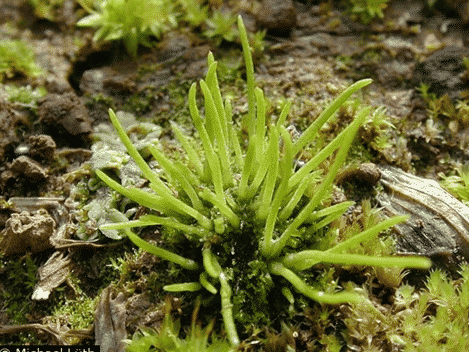 lumut-tanduk-6401014