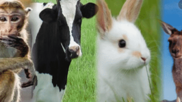 mamalia-1-7267606-4471159-png