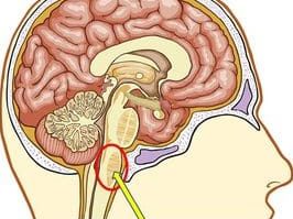 medulla-7369541-7676774-jpg