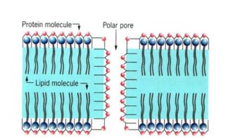 membran-2457103-8694446-jpg