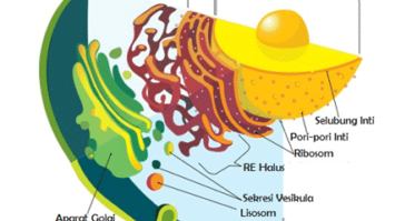 membran-sel-2737723-4819147-png