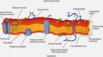 membran-sel-9290068-2934545-jpg