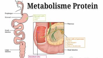 metabolisme-protein-4390477-7975669-jpg