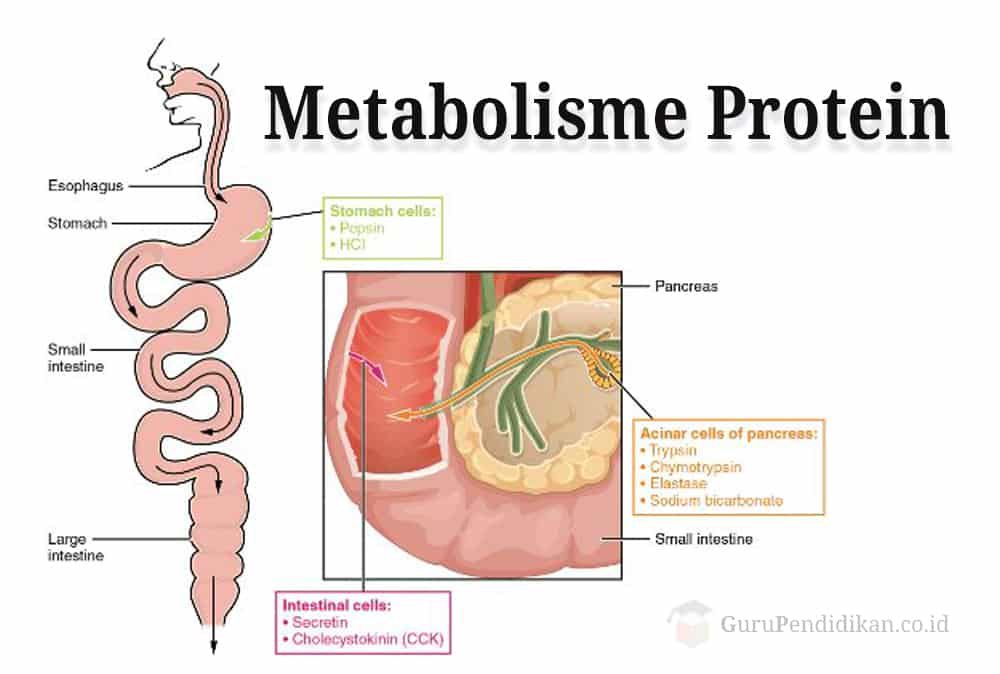 metabolisme-protein-9810681