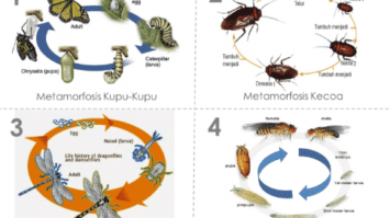 metamorfosis-5642638-3183061-png