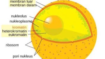 nukleus-3165801-6838115-jpg