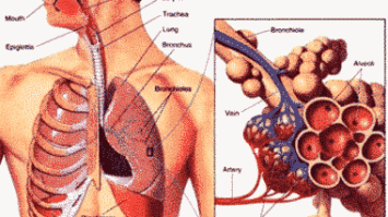 organ-4106058-6555512-png