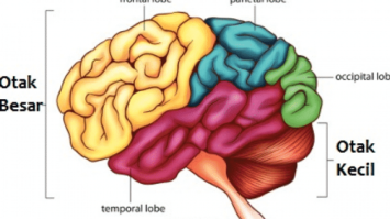 otak-besar-630x380-3199298-4601943-png