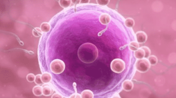 ovum-2838475-2786124-png