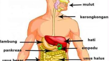 pencernaan-5224373-3355463-jpg