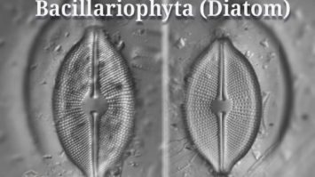 pengertian-bacillariophyta-3221999-6083444-jpg