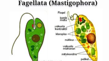 pengertian-fagellata-mastigophora-6139755-2699977-jpg