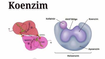pengertian-koenzim-6683040-7648985-jpg