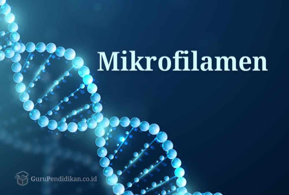 pengertian-mikrofilamen-9509511