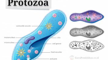 pengertian-protozoa-9542004-2980786-jpg