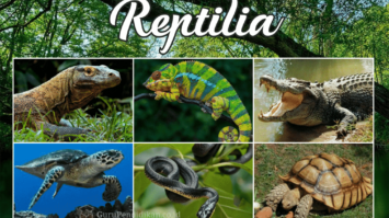 pengertian-reptil-1741542-7336890-png