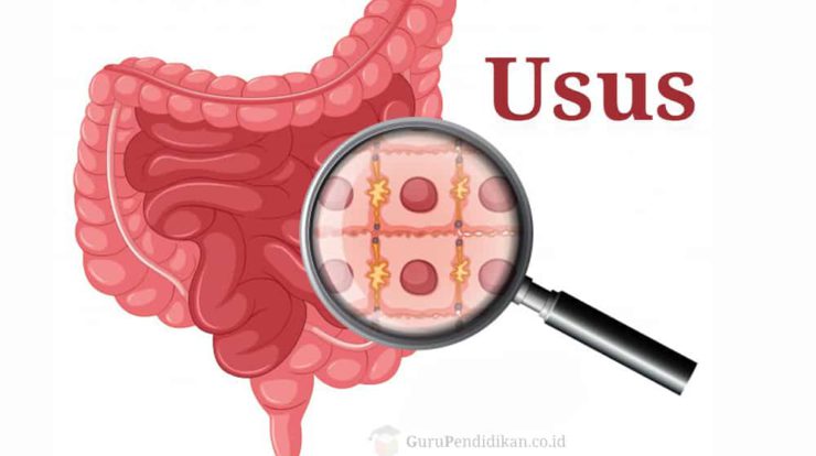 pengertian-usus-2879685-2075585-jpg