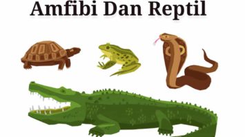 perbedaan-amfibi-dan-reptil-6527242-3991494-jpg