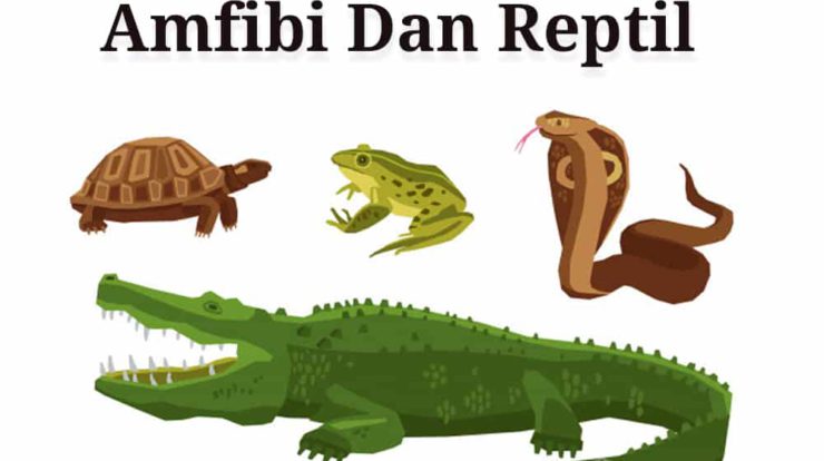 perbedaan-amfibi-dan-reptil-6527242-3991494-jpg