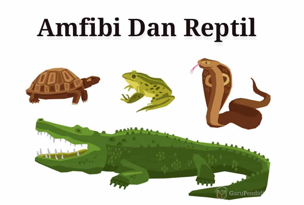 perbedaan-amfibi-dan-reptil-7785169