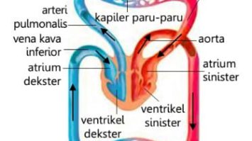 peredaran-darah-8092369-1266145-jpg