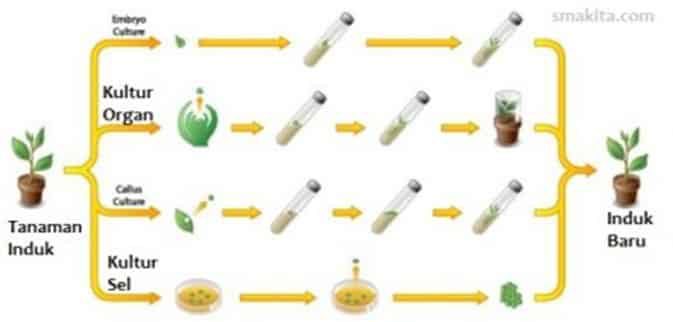 persyaratan-kultur-jaringan-5166950