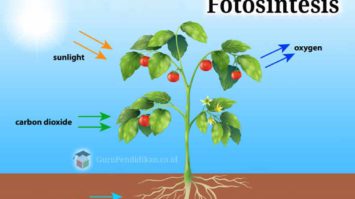 proses-reaksi-dan-rumus-fotosintesis-2420159-7780965-jpg