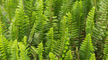 pteridophyta-1982940-2971290-png