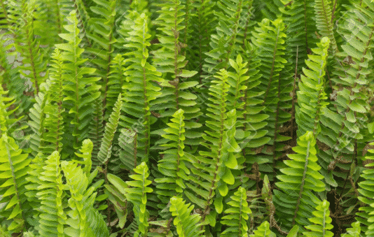 pteridophyta-9269439