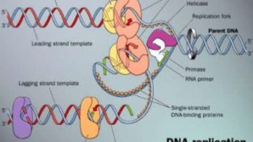 replika-7344092-3198321-jpg