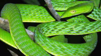 reptil-5280213-2062880-png