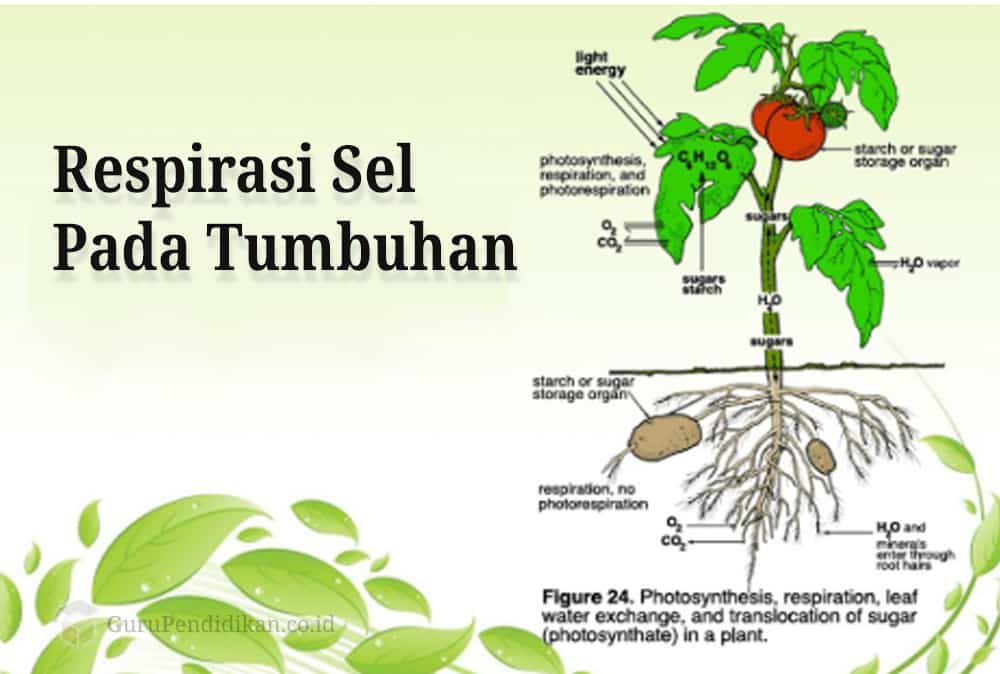 respirasi-sel-tumbuhan-3128915