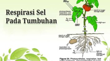 respirasi-sel-tumbuhan-5738108-2305100-jpg