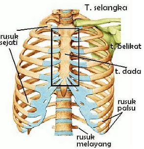 rusuk-2338250