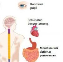 saraf-parasimpatik-5610571-9209015-jpg