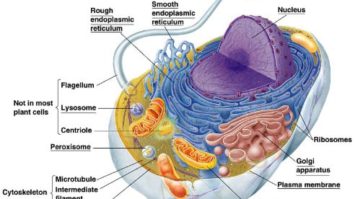 sel-5681579-5990514-jpg