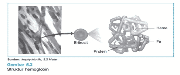 sel-darah-merah-3191804