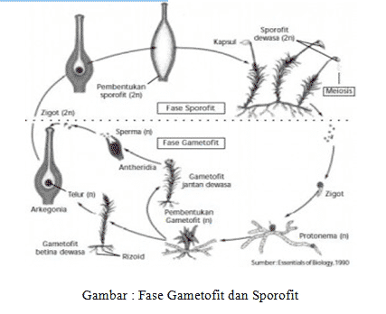 siklus-reproduksi-9701133