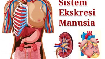 sistem-ekskresi-pada-manusia-3138785-2531510-jpg