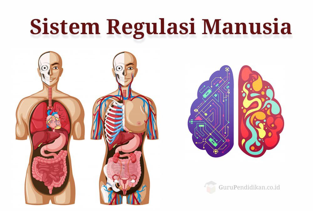 sistem-regulasi-manusia-6499889